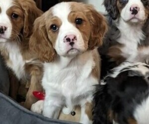 Australian Shepherd-Cavalier King Charles Spaniel Mix Puppy for Sale in HOWLAND, Ohio USA