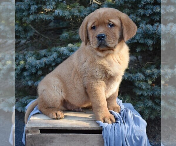 Medium Photo #3 Labrador Retriever Puppy For Sale in MILLERSTOWN, PA, USA