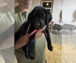 Small #2 Labrador Retriever
