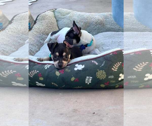 Medium Photo #8 Chihuahua-Unknown Mix Puppy For Sale in Corona, CA, USA