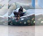 Small #7 Chihuahua Mix