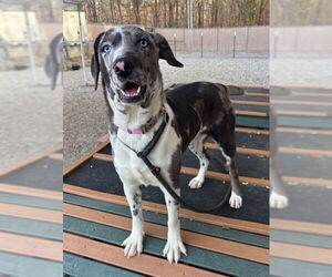 Catahoula Leopard Dog Dogs for adoption in Palmetto, FL, USA