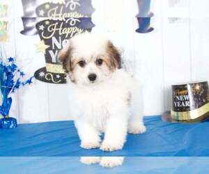 Havachon Puppy for sale in BEL AIR, MD, USA