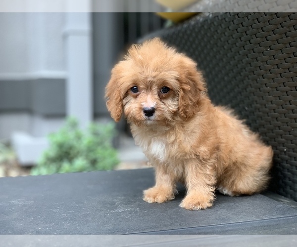 Medium Photo #3 Cavapoo Puppy For Sale in HOUSTON, TX, USA