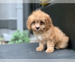 Small Photo #3 Cavapoo Puppy For Sale in HOUSTON, TX, USA