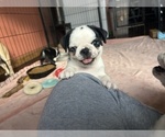 Small #2 Pug