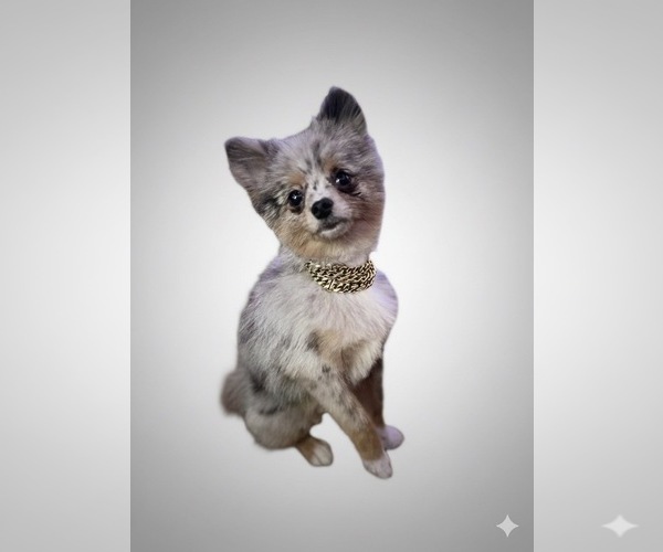 Medium Photo #1 Pomeranian Puppy For Sale in PHILADELPHIA, PA, USA