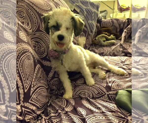 Medium Photo #7 Maltipoo Puppy For Sale in Plantation, FL, USA