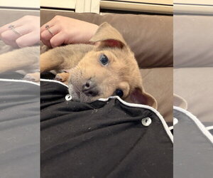 Angelica Pickles - Female Labrador Retriever-Unknown Mix Dog for Adoption - Photo #2