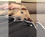 Small Photo #2 Labrador Retriever-Unknown Mix Puppy For Sale in Sandy, UT, USA
