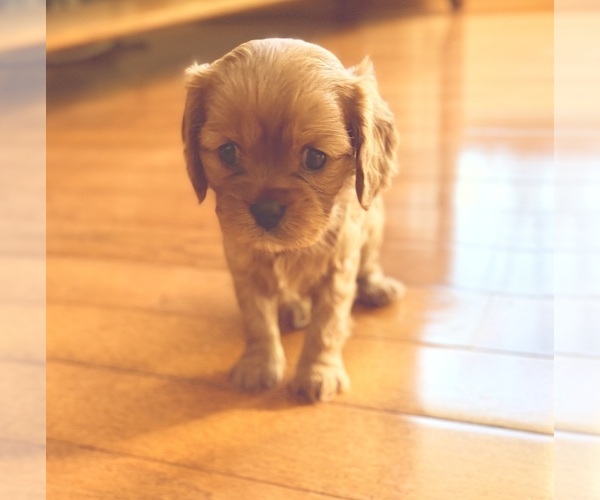 Medium Photo #2 Cavalier King Charles Spaniel Puppy For Sale in KANSAS CITY, MO, USA
