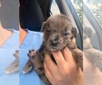 Small Australian Shepherd Mix