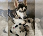Small #3 Siberian Husky