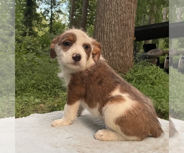 Medium Photo #2 Australian Shepherd-Mutt Mix Puppy For Sale in PROSPECT, VA, USA