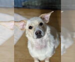 Small #2 Labrador Retriever Mix