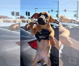 Rhodesian Ridgeback-Unknown Mix Dogs for adoption in Stockton, CA, USA