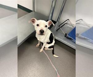 American Pit Bull Terrier Dogs for adoption in Corpus Christi, TX, USA