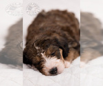 Small Photo #10 Bernedoodle Puppy For Sale in LEAVENWORTH, IN, USA