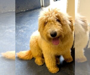 Goldendoodle Puppy for Sale in ELBERT, Colorado USA