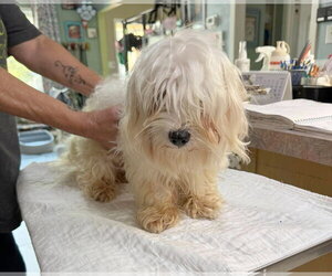 Maltese Dogs for adoption in Benton, LA, USA
