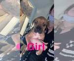 Small Photo #2 Bullboxer Pit Puppy For Sale in LAFAYETTE, IN, USA