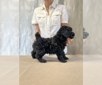 Umka - Male Poodle (Toy) Puppy for Sale - Photo #9