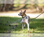 Small #4 Jack Russell Terrier Mix
