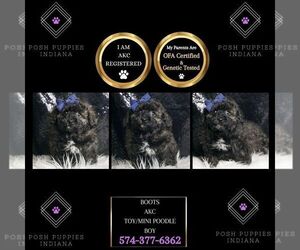 Poodle (Miniature) Puppy for sale in WARSAW, IN, USA