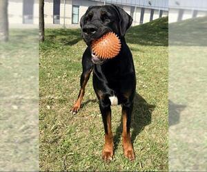 CONAN - Male Doberman Pinscher-Mastiff Mix Dog for Adoption - Photo #5