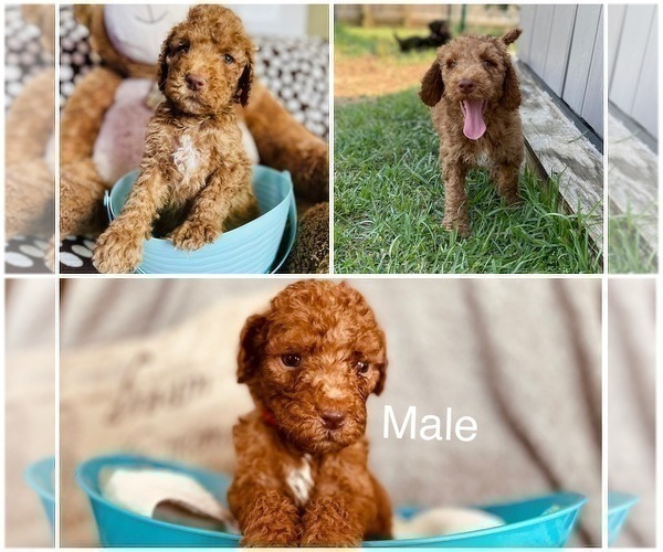 Medium Photo #2 Poodle (Standard) Puppy For Sale in CLAYTON, NC, USA