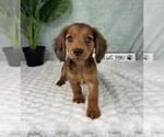 Small #3 Dachshund