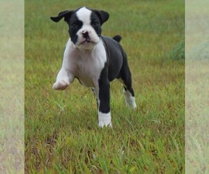 Boxer Puppy for sale in HUMBOLDT, NE, USA