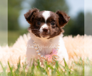 Medium Chihuahua