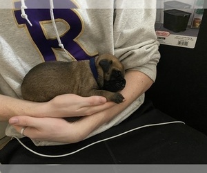 Mastiff Puppy for Sale in LINDEN, Texas USA