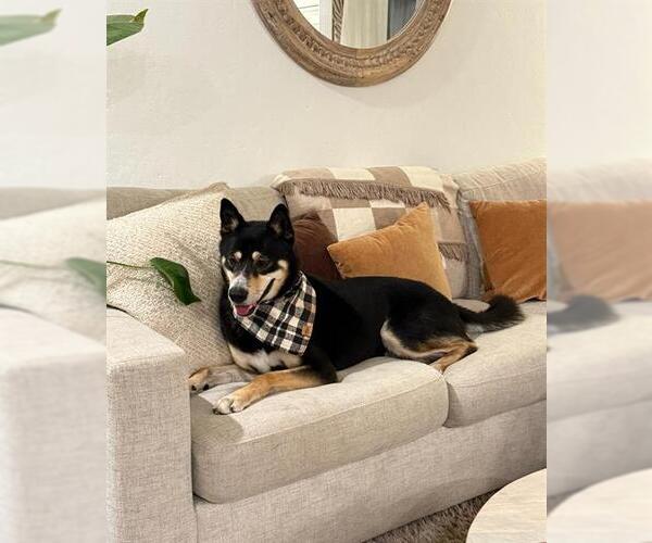 Medium Photo #1 Shiba Inu-Unknown Mix Puppy For Sale in Chula Vista, CA, USA