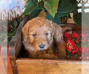 Goldendoodle-Poodle (Standard) Mix Puppy for sale in PORT ROYAL, PA, USA