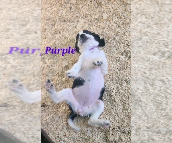 Medium Photo #5 English Springer Spaniel Puppy For Sale in PENDLETON, OR, USA