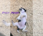 Small Photo #5 English Springer Spaniel Puppy For Sale in PENDLETON, OR, USA