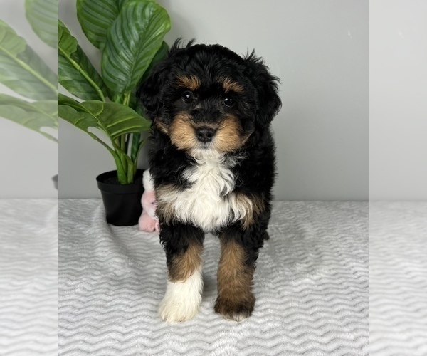 Medium Photo #5 Aussiedoodle Miniature  Puppy For Sale in FRANKLIN, IN, USA