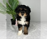 Small Photo #5 Aussiedoodle Miniature  Puppy For Sale in FRANKLIN, IN, USA
