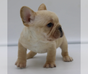 French Bulldog Puppy for sale in BOSTON, MA, USA