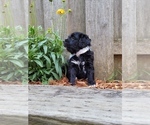 Small Photo #3 Bernedoodle Puppy For Sale in OMAHA, NE, USA