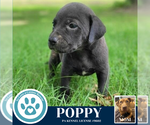 Small #2 Labrador Retriever Mix