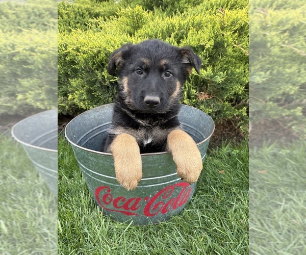 Medium Photo #4 German Shepherd Dog Puppy For Sale in MIDDLEBURY, IN, USA
