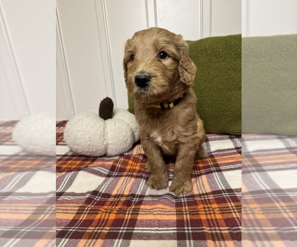 Medium Photo #4 Goldendoodle Puppy For Sale in DELAND, FL, USA