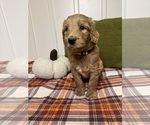 Small #3 Goldendoodle