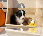 Small Photo #29 Australian Shepherd Puppy For Sale in RUSSELL, IA, USA