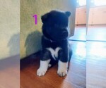 Small Photo #3 Akita Puppy For Sale in JOHNSTOWN, PA, USA