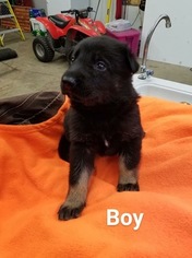 German Shepherd Dog Puppy for sale in EDEN VALLEY, MN, USA