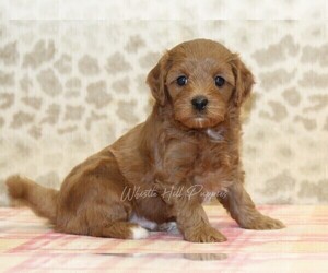 Cavapoo Puppy for Sale in DENVER, Pennsylvania USA